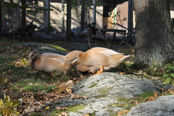 Svensk gul anka, Skansen Foto: Maria Johansson