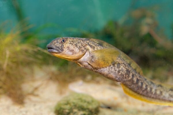 Tånglake på Baltic Sea Science Center, Skansen Foto. Mark Harris för SLU