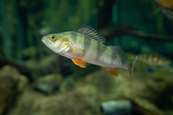 Abborre på Baltic Sea Science Center, Skansen Foto: Mark Harris/SLU
