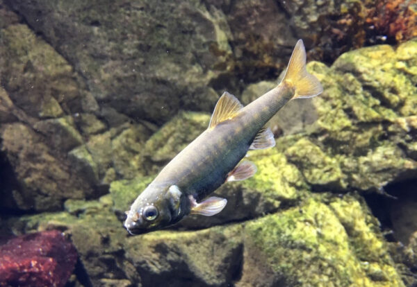 Elritsa på Baltic Sea Science Center, Skansen