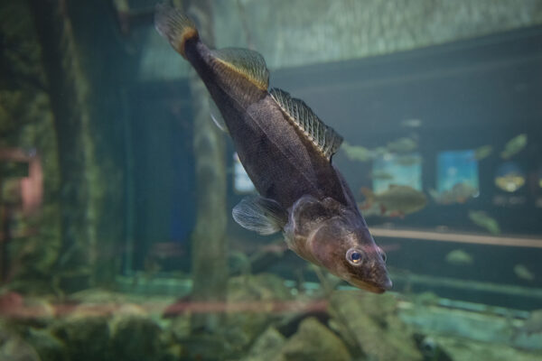 Gös på Baltic Sea Science Center, Skansen Foto: Mark Harris/SLU