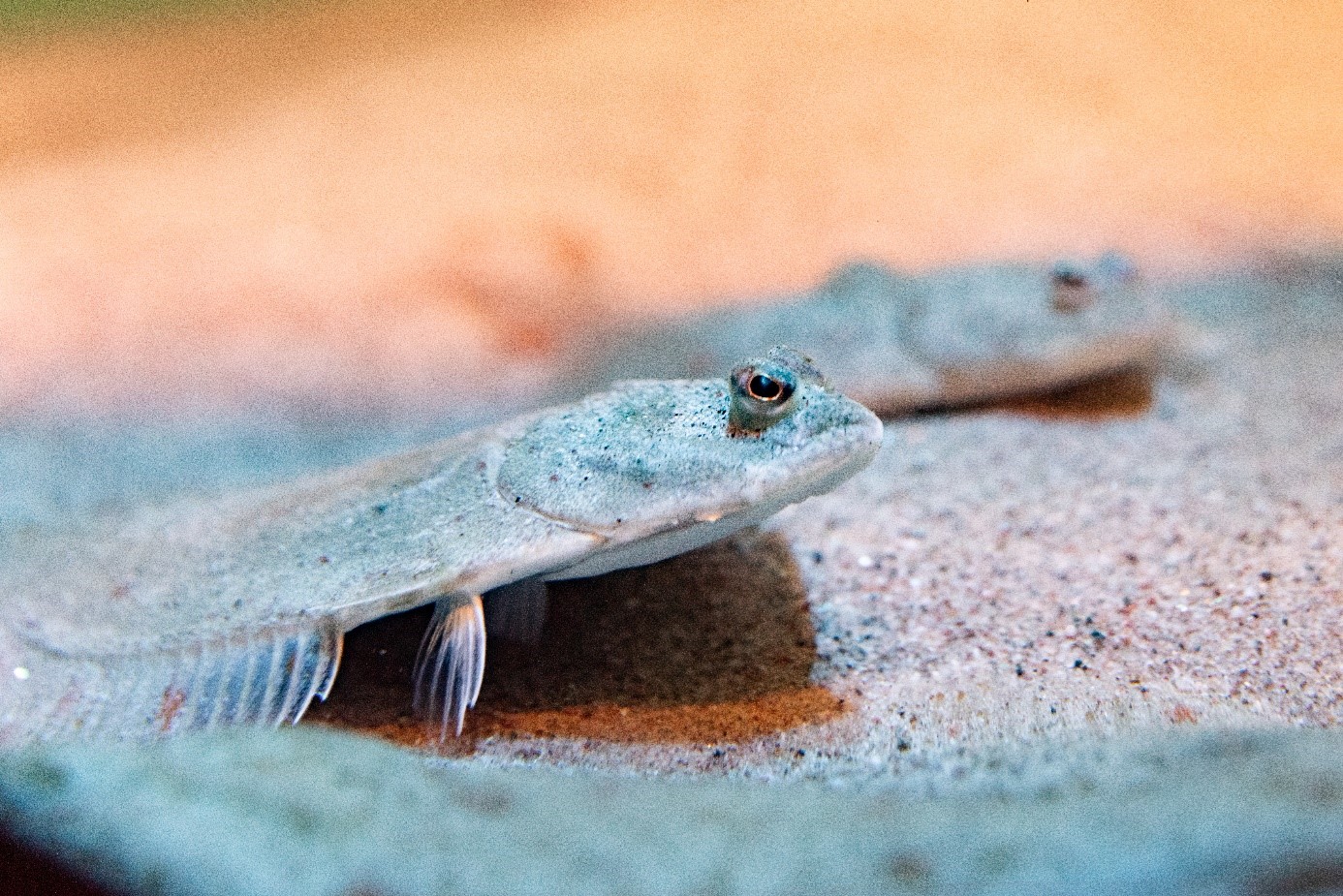 Plattfisk på Baltic Sea Science Center, Skansen Foto: Mark Harris/SLU