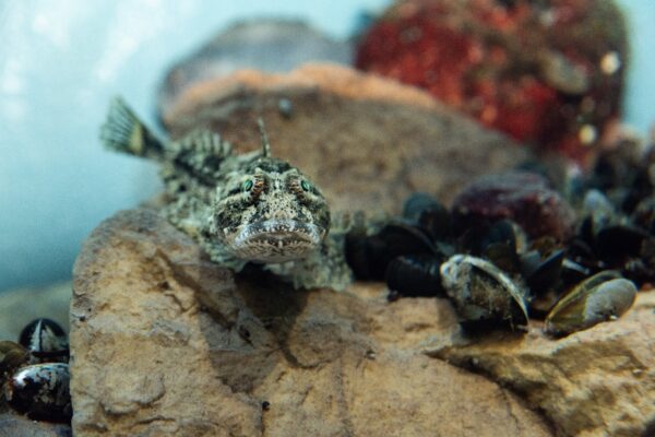 Rötsimpa på Baltic Sea Science Center, Skansen Foto: Mark Harris/SLU