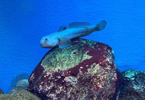 Svartmunnad smörbult på Baltic Sea Science Center, Skansen