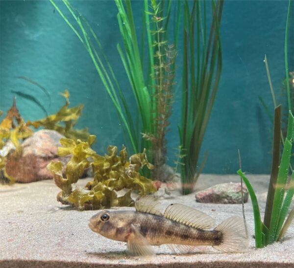 Svart smörbult på Baltic Sea Science Center, Skansen