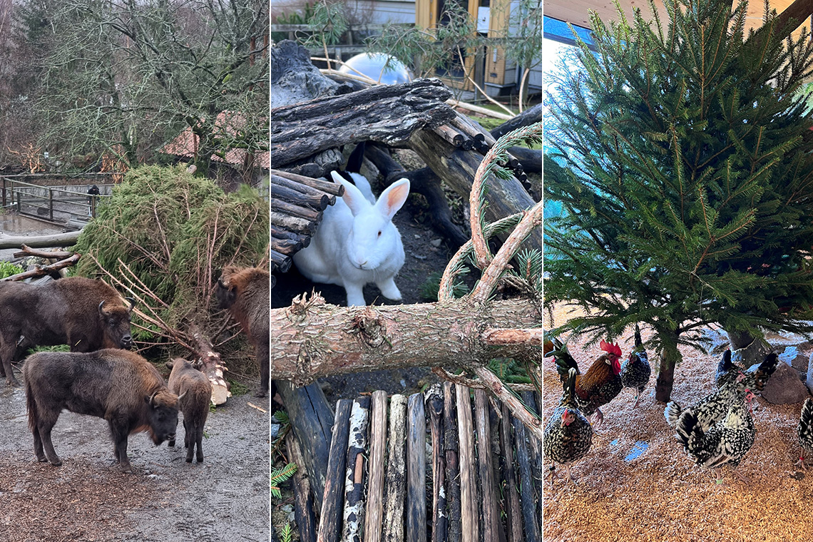 Granåtervinning efter julen på Skansen