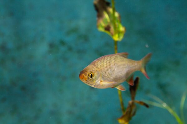 Sarv på Baltic Sea Science Center, Skansen