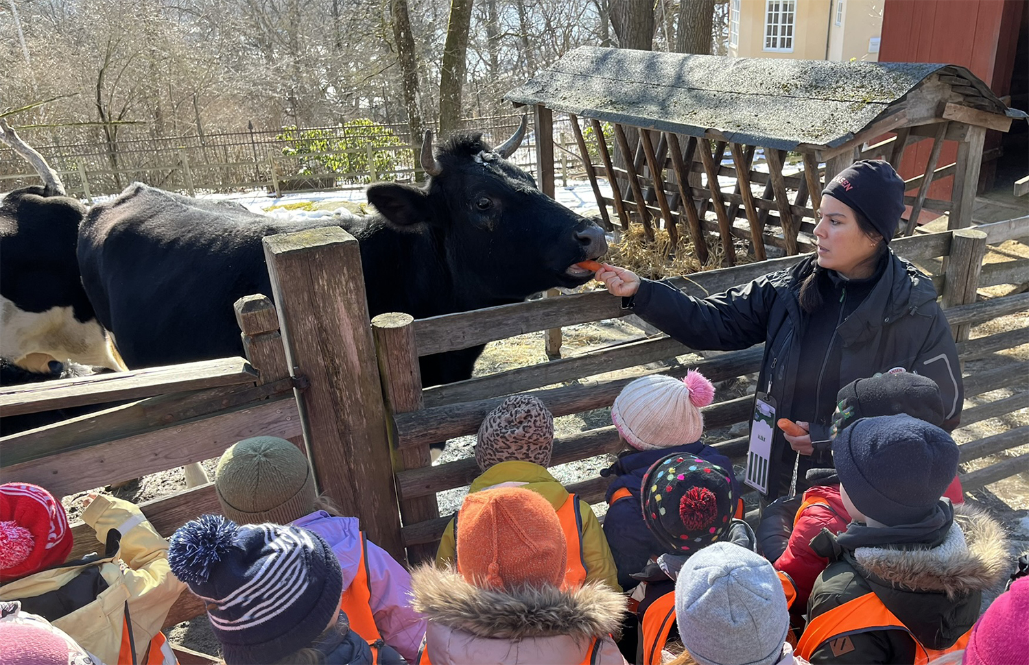 Skansens pedagog Amanda matar en ko