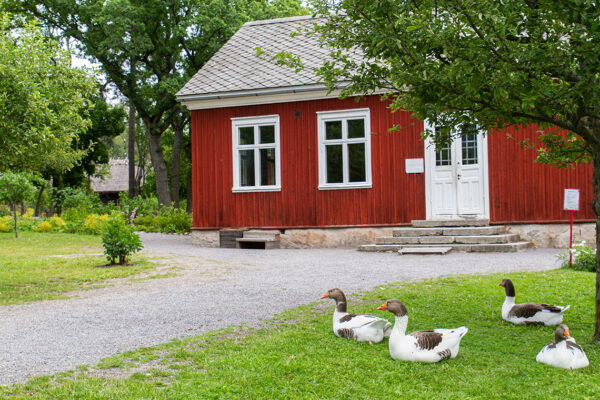 Väla skola med skånegäss på gräsmattan