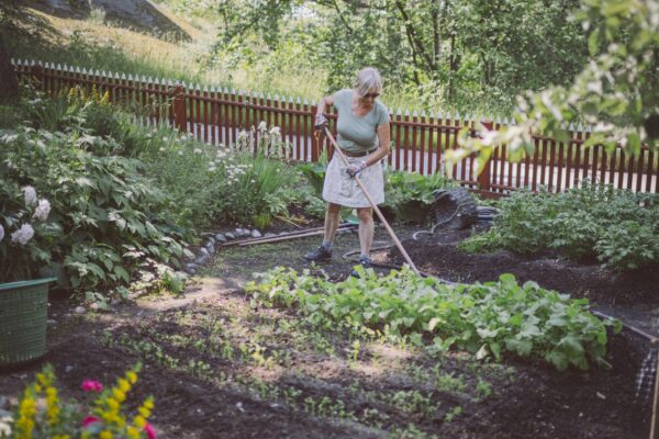 En kvinna arbetar i koloniträdgarden vid Skansens 1940-talslott.