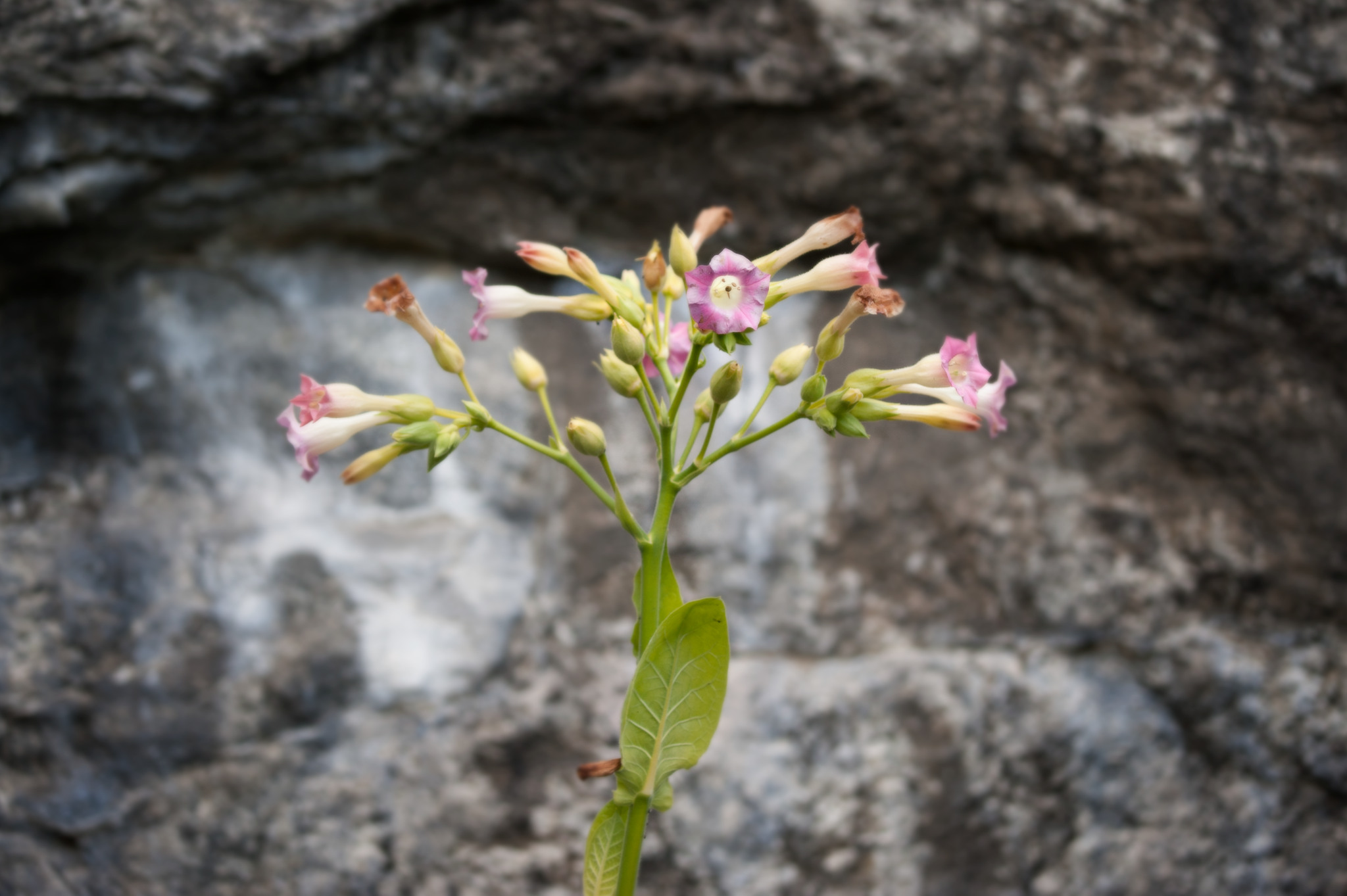 Tobaksblomma, Virginiatobak