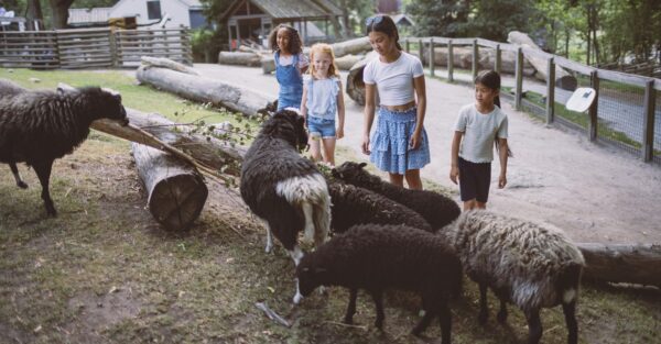 Barn hos fåren på Lill-Skansen.