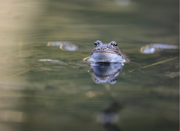 En vanlig groda i en trädgårdsdamm under lektiden
