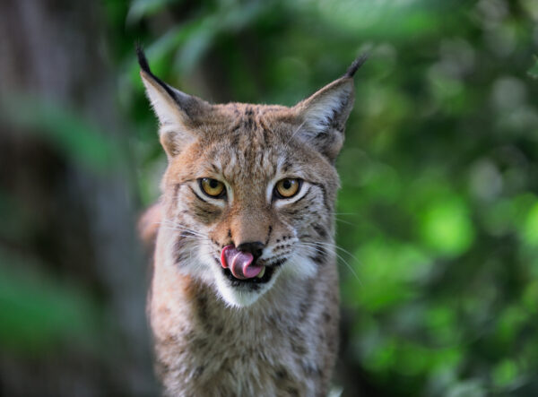 Lynx at Skansen.