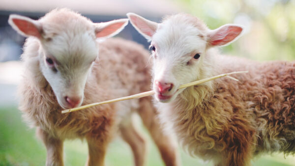 Roslagslamm på Skansen.