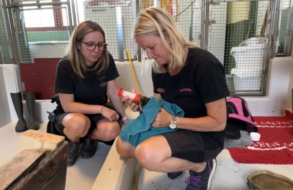 Rehabilitering utter på Skansen.