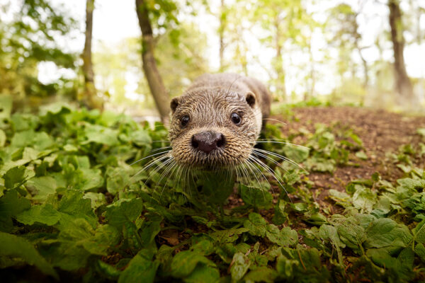 Utter live på Skansen.