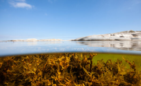 En ny nationalpark - i Östersjön! Foto: Henrik Trygg