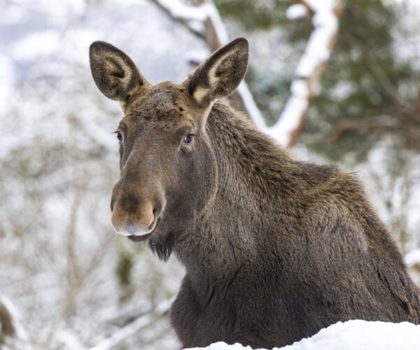 Moose at Skansen