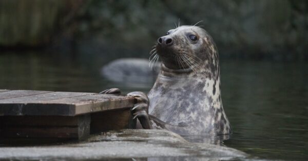 Gråsäl på Skansen