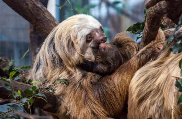 Sengångare på Skansen-Akvariet