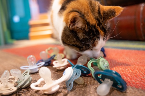 Katt på Lill-Skansen