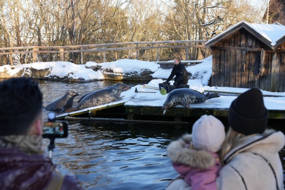 Talking about the seals in winter