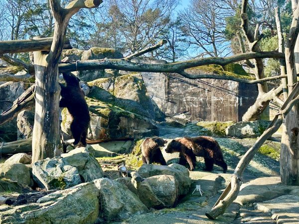 The brown bears have just awaken in their den.